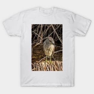 Juvenile Black Crowned Night Heron T-Shirt